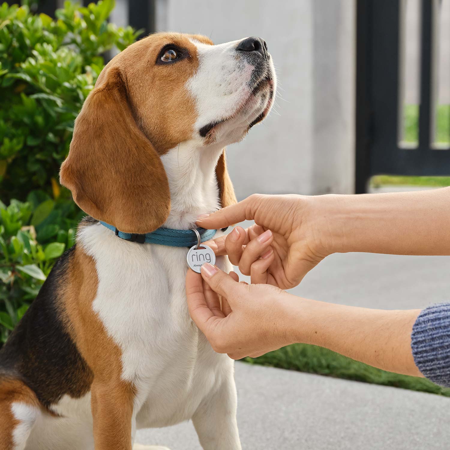 Pet Basic Kit (Indoor Cam (2nd gen) + Pet Tag) - Person attaches a Ring Pet Tag to a beagle's blue collar outdoors near a gate and green bushes.