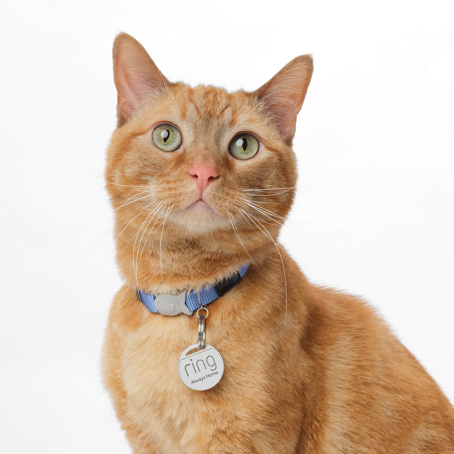 Pet Basic Kit (Indoor Cam (2nd gen) + Pet Tag) - Orange tabby cat wearing a blue collar with a Ring Pet Tag attached, sitting against a white background.