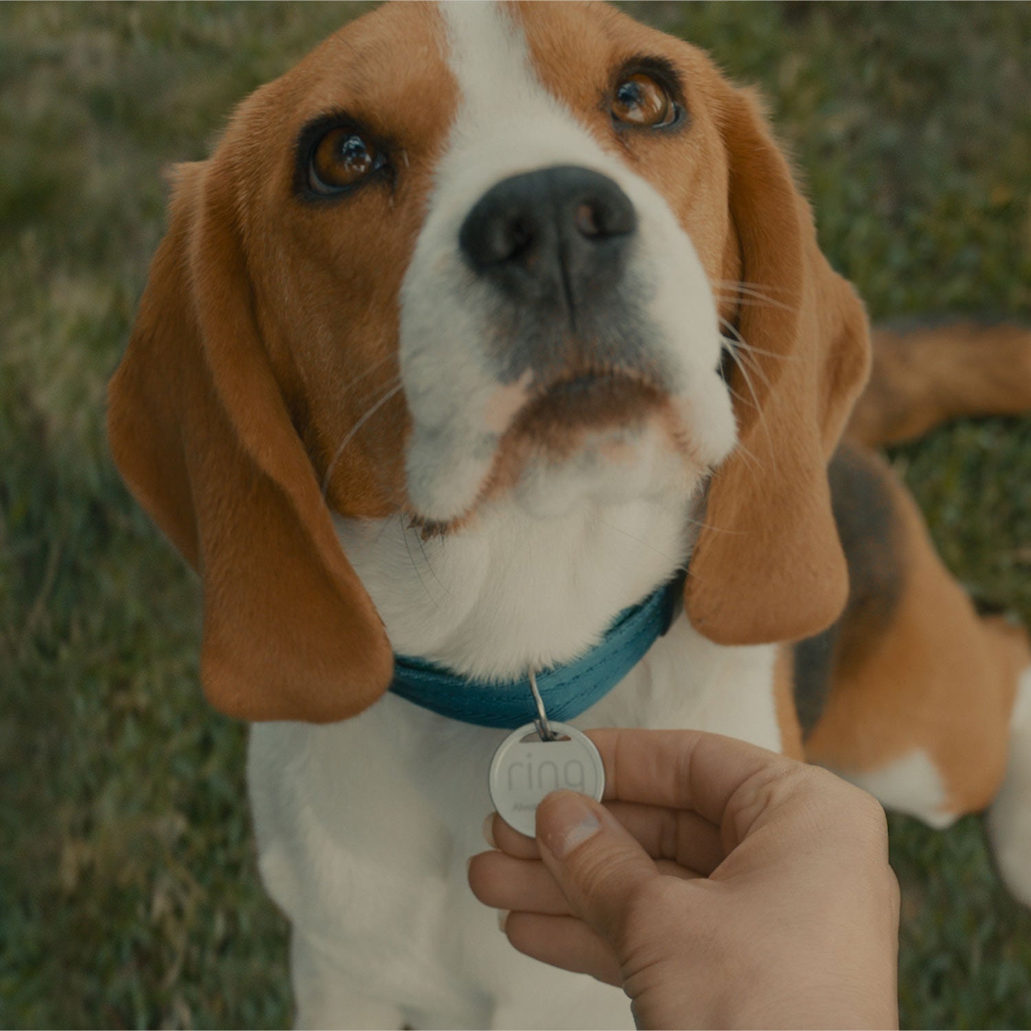 Pet Tag - Pets inside home monitored by Ring Pan-Tilt Indoor Cam and a lost dog's Pet Tag scanned to contact the owner.