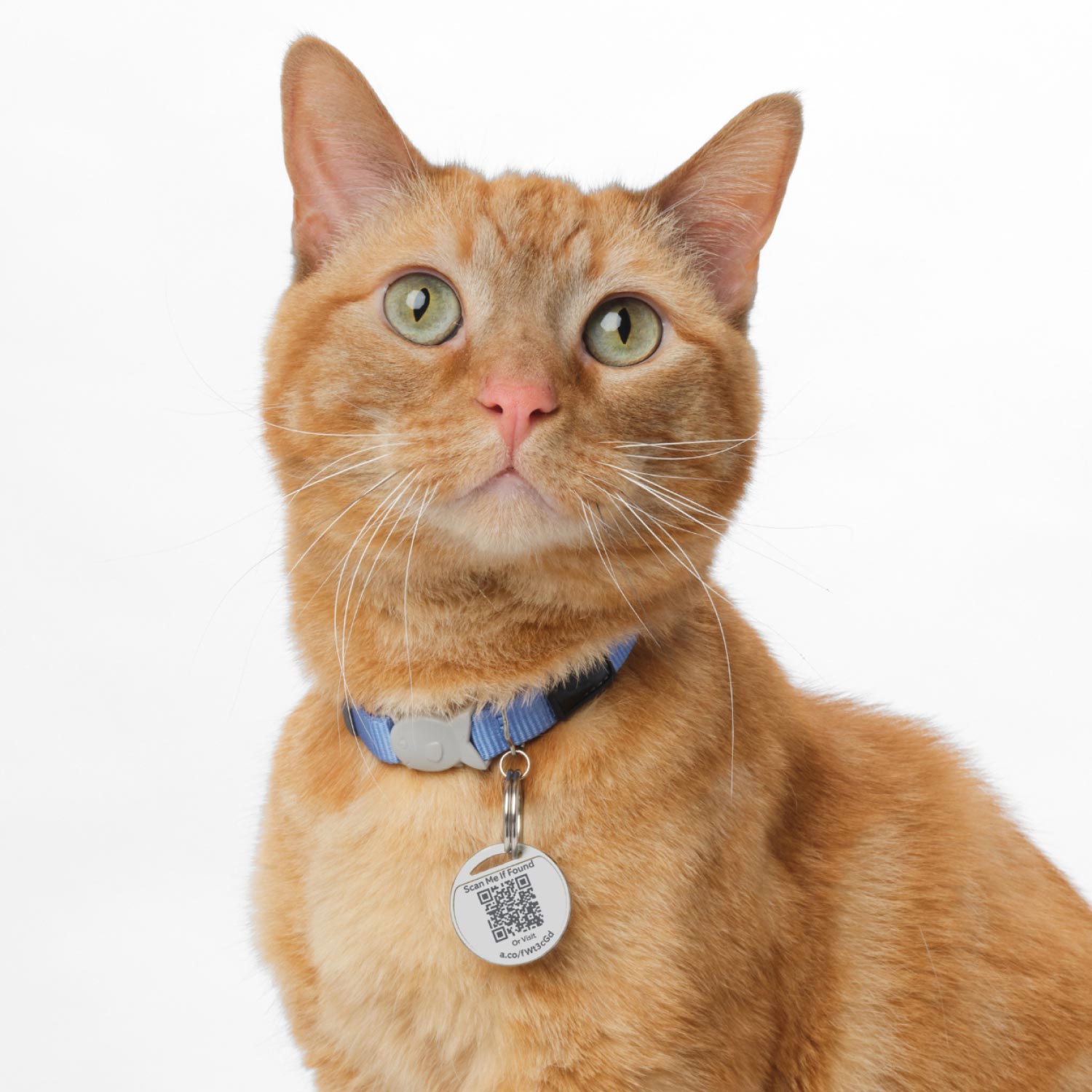 Pet Tag - Orange tabby cat wearing a blue collar with a Ring Pet Tag attached.