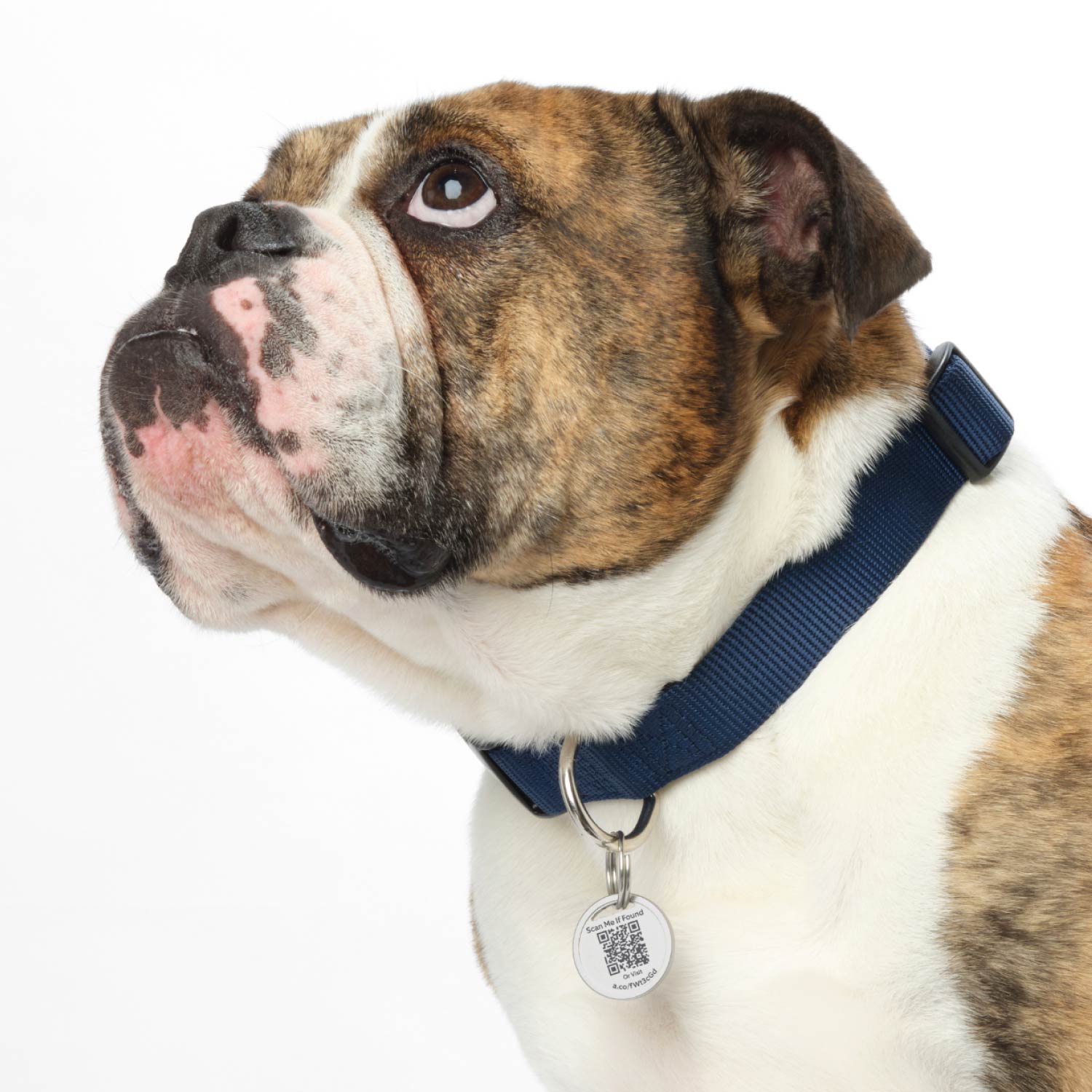 2-Pack Pet Tag - Brown and white bulldog wearing a blue collar with a Ring Pet Tag attached, featuring a QR code.