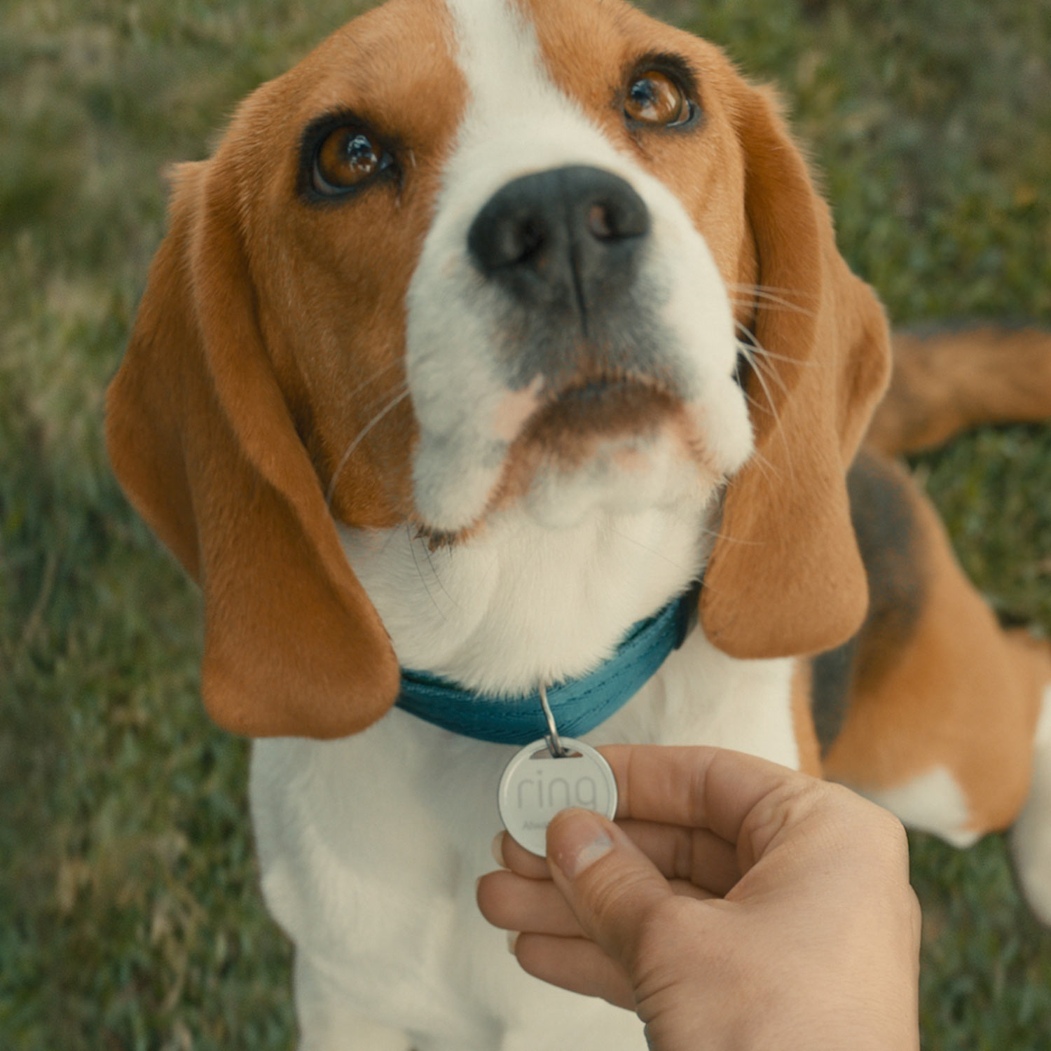 Pet Enhanced Kit (Pan Tilt Indoor Cam with Pet Tag) - Pets inside home monitored by the Ring Pan-Tilt Indoor Cam and a lost dog's Pet Tag scanned to contact the owner.